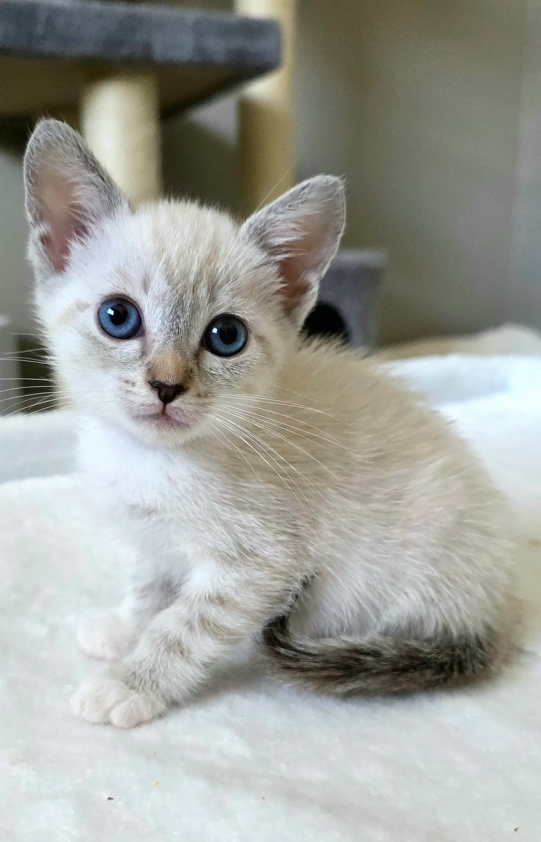Juliet - Siamese