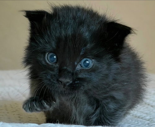 Big Mac, Baby Domestic Short Hair / Mixed (short coat), cat for adoption in Campbell, California