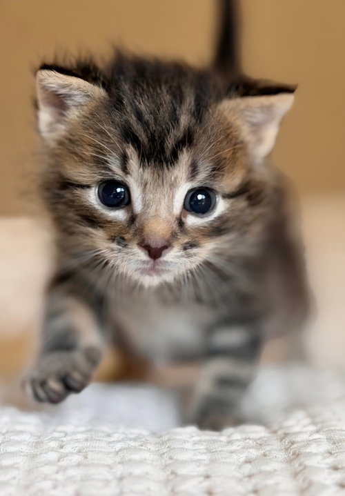 Little Fry, Baby Tabby / Domestic Short Hair / Mixed (short coat), cat for adoption in Campbell, California