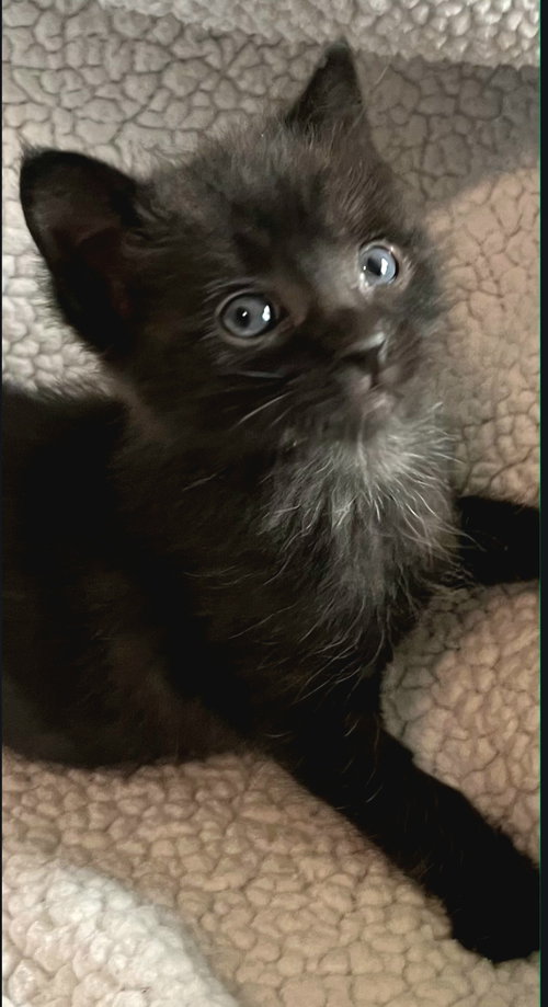 Cole, Baby Domestic Short Hair / Mixed (short coat), cat for adoption in Campbell, California