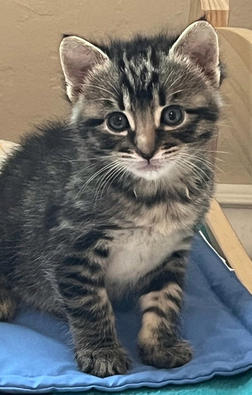 Riley, Baby Tabby / Domestic Short Hair / Mixed (short coat), cat for adoption in Campbell, California