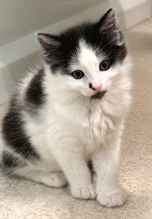 Paxton, an adoptable Domestic Medium Hair in Campbell, CA