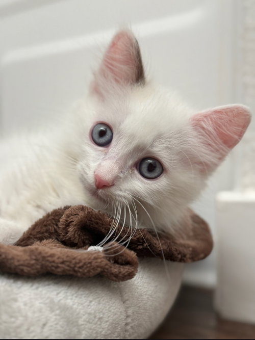 Shiloh, an adoptable Domestic Medium Hair in Campbell, CA