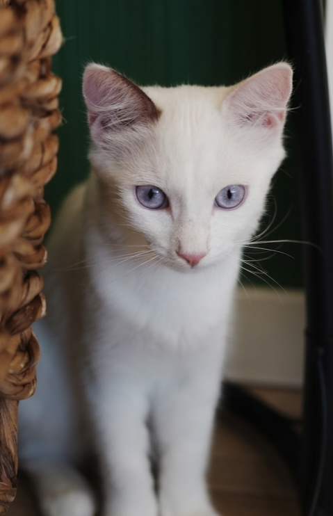 Photo 2 of Shiloh