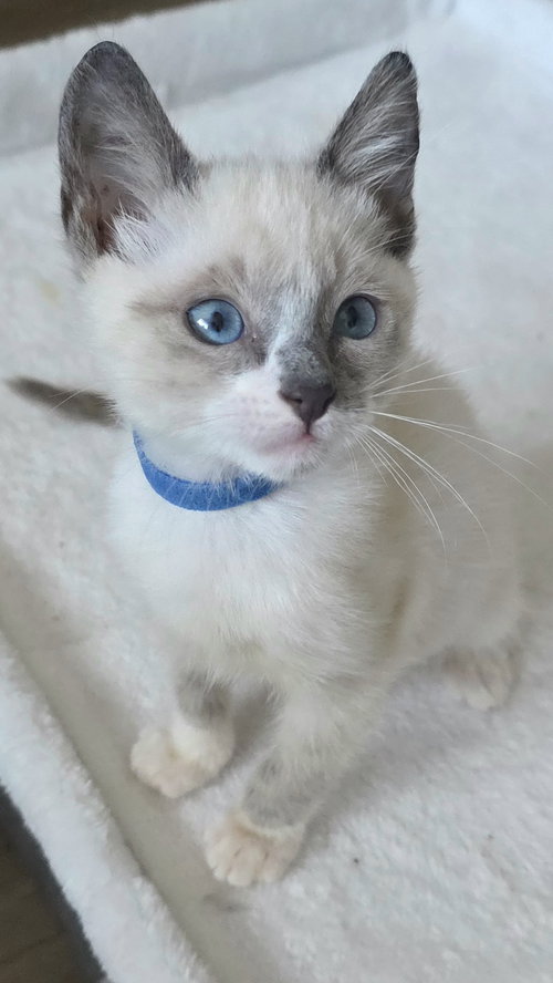 Antony, an adoptable Siamese in Campbell, CA