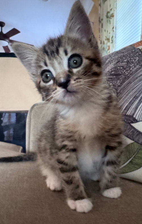 Cookie, an adoptable Tabby in Campbell, CA