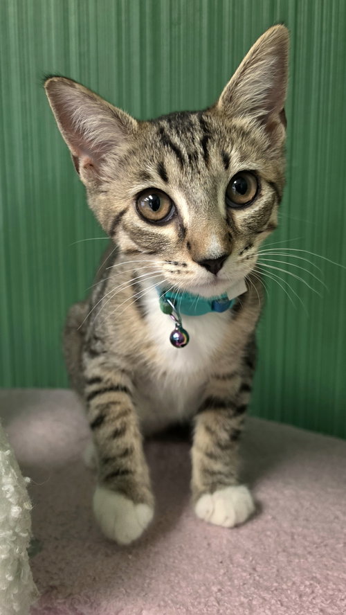 Cookie, an adoptable Tabby in Campbell, CA