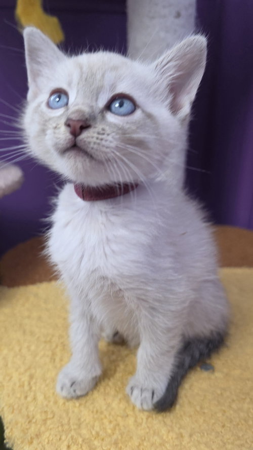 Maggie, an adoptable Domestic Short Hair in Campbell, CA