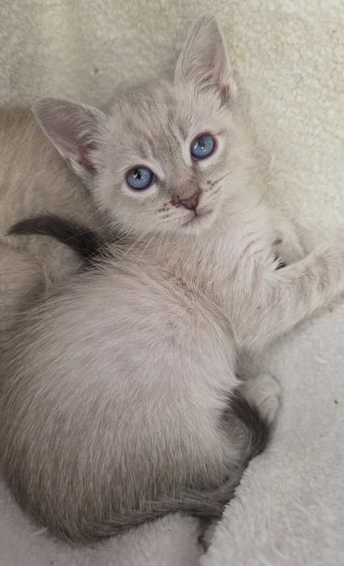 Bart, an adoptable Domestic Short Hair in Campbell, CA