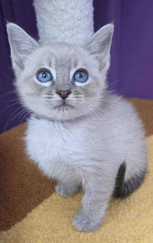Homer, an adoptable Domestic Short Hair in Campbell, CA