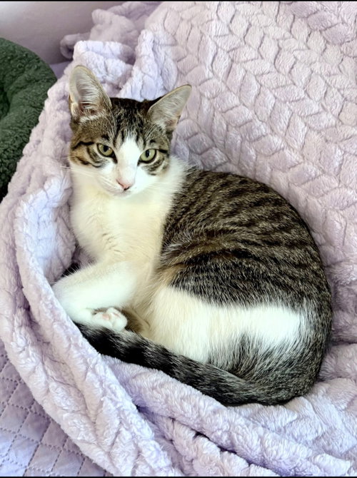 picture of the cat needing adoption