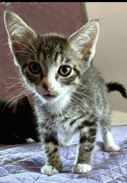 Rufus, an adoptable Tabby in Campbell, CA