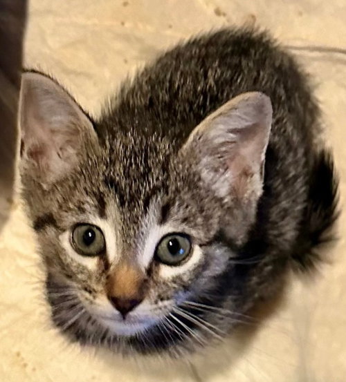 Lychee, an adoptable Tabby in Campbell, CA