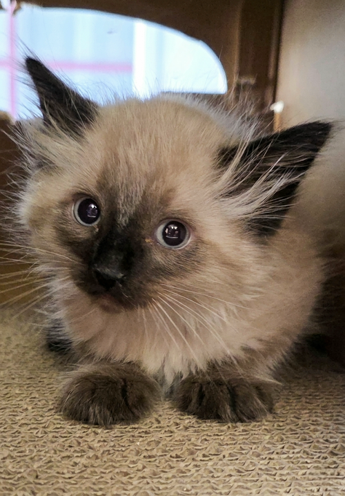 Soba, an adoptable Domestic Medium Hair in Campbell, CA