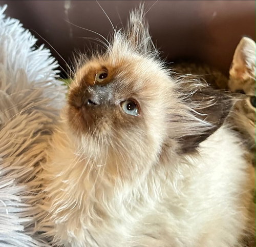 Wasabi, an adoptable Domestic Medium Hair in Campbell, CA