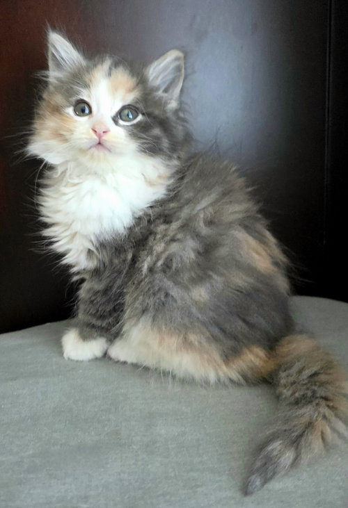 Scarlett, an adoptable Calico in Campbell, CA