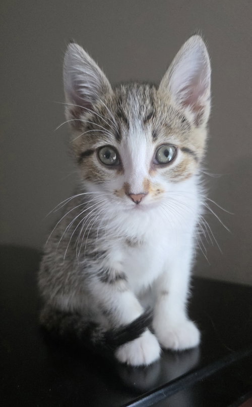 Vivien, an adoptable Tabby in Campbell, CA