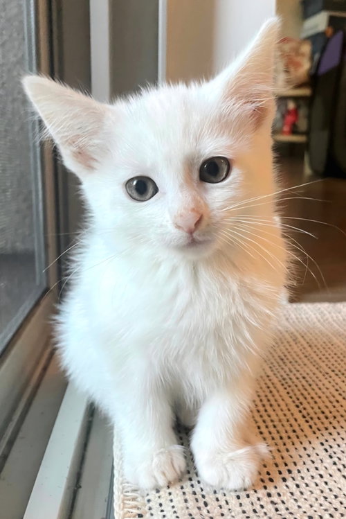 Soju, an adoptable Domestic Short Hair in Campbell, CA