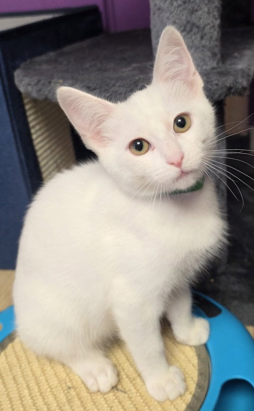 Soju, an adoptable Domestic Short Hair in Campbell, CA