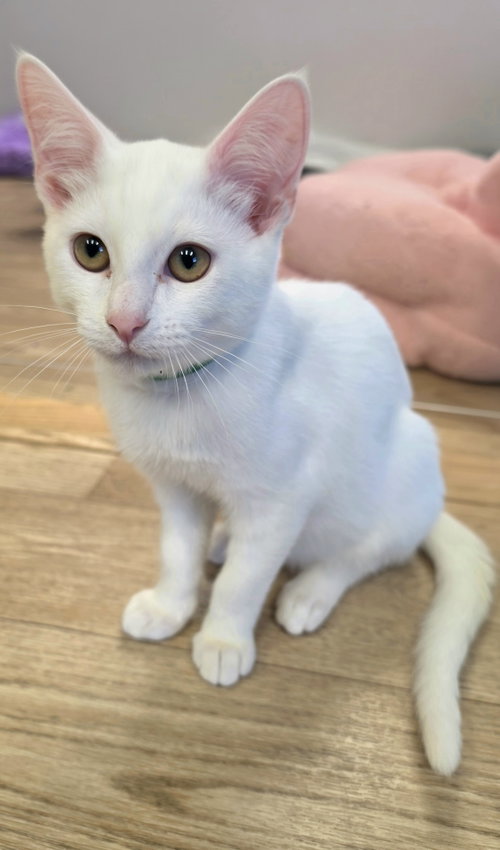 Photo 2 of Soju