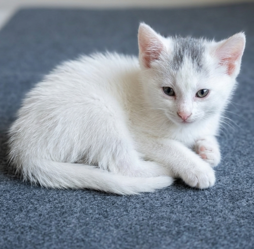 Snowball, an adoptable Domestic Short Hair in Campbell, CA