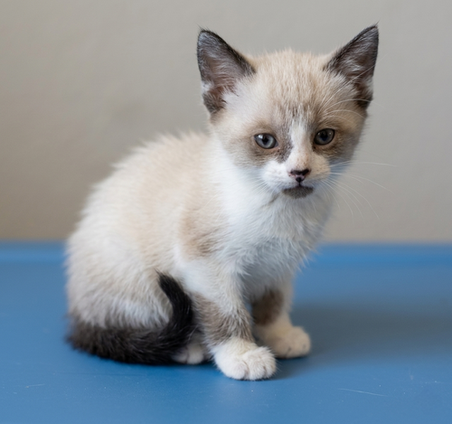 Toasty, an adoptable Domestic Short Hair in Campbell, CA