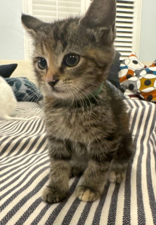 Hershey, an adoptable Tabby in Campbell, CA
