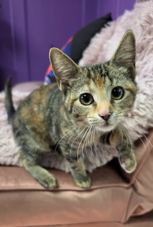 Hershey, an adoptable Torbie in Campbell, CA