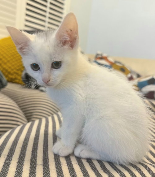Marshmallow, an adoptable Domestic Short Hair in Campbell, CA