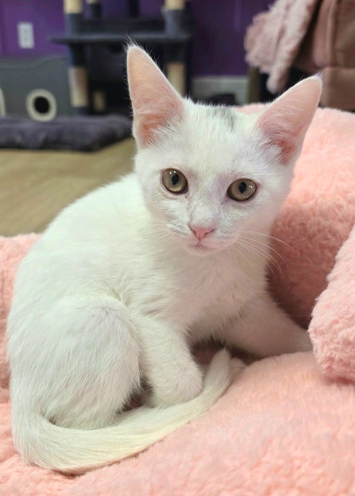 Marshmallow