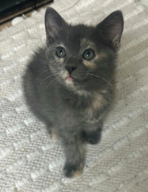 Thelma, an adoptable Dilute Tortoiseshell in Campbell, CA