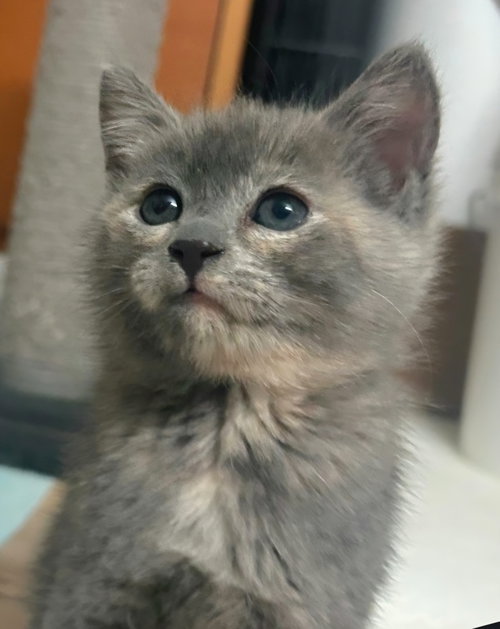 Louise, an adoptable Dilute Tortoiseshell in Campbell, CA