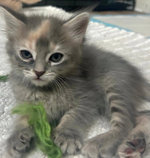 Coco, an adoptable Dilute Tortoiseshell in Campbell, CA