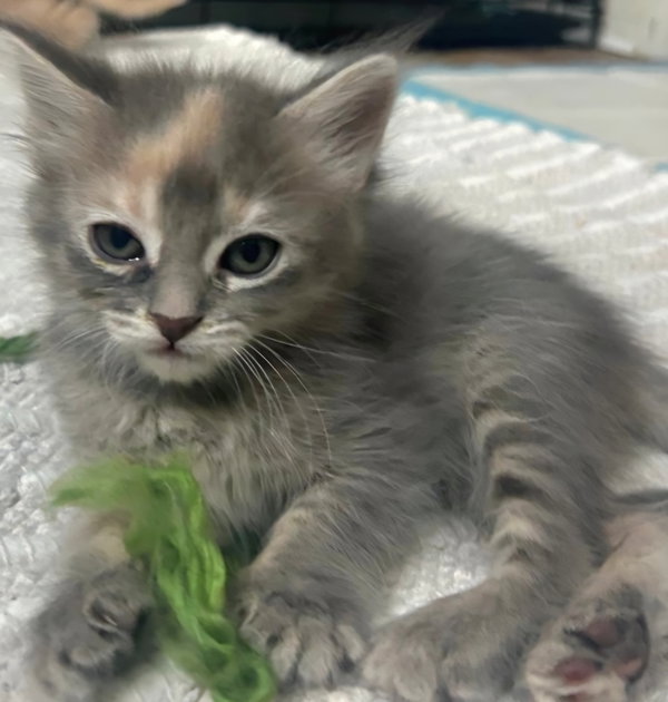 Coco