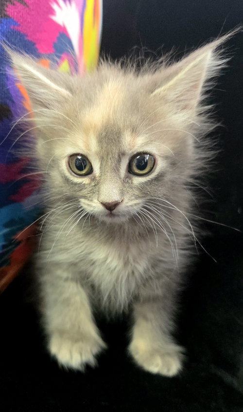 Coco, an adoptable Dilute Tortoiseshell in Campbell, CA