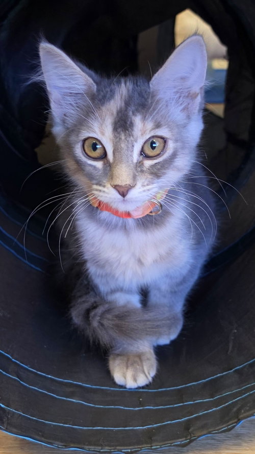 Coco, an adoptable Dilute Tortoiseshell in Campbell, CA