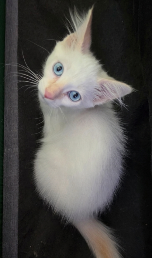 Flame, an adoptable Siamese in Campbell, CA