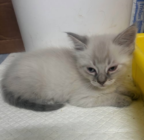 Izzy, an adoptable Domestic Medium Hair in Campbell, CA