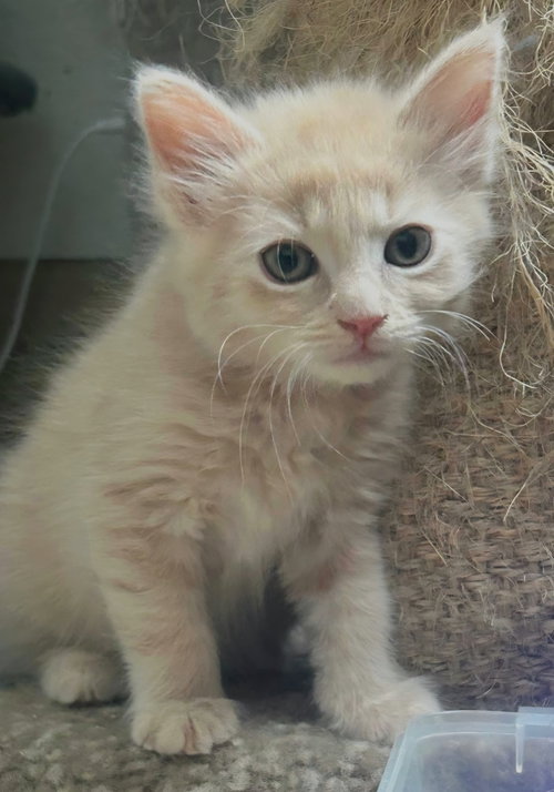 Gigi, an adoptable Tabby in Campbell, CA
