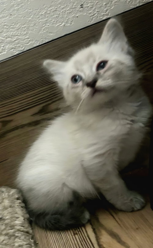 Tipsy, an adoptable Siamese in Campbell, CA