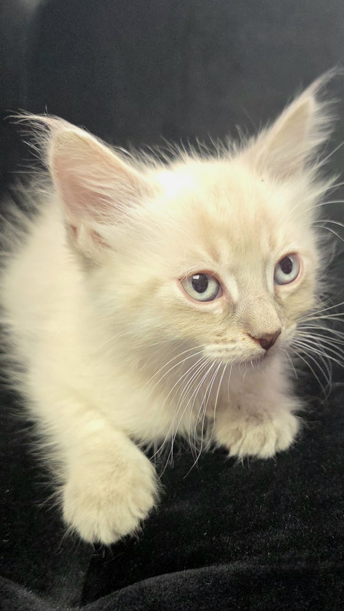 Tipsy, Baby Siamese / Domestic Medium Hair / Mixed (medium coat), cat for adoption in San Bruno, California