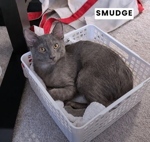 Photo 2 of Smudge