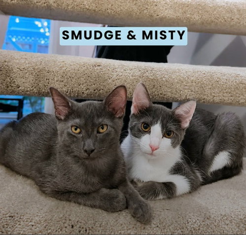 Photo 3 of Smudge