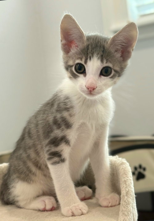 Tiger, Baby Tabby / Domestic Short Hair / Mixed (short coat), cat for adoption in San Bruno, California