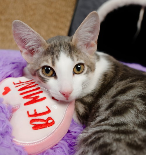 Tiger, a cat for adoption from Itty Bitty Orphan Kitty Rescue