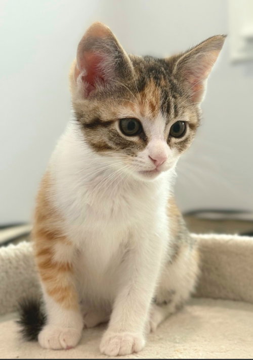 Bunny, an adoptable Calico in Campbell, CA