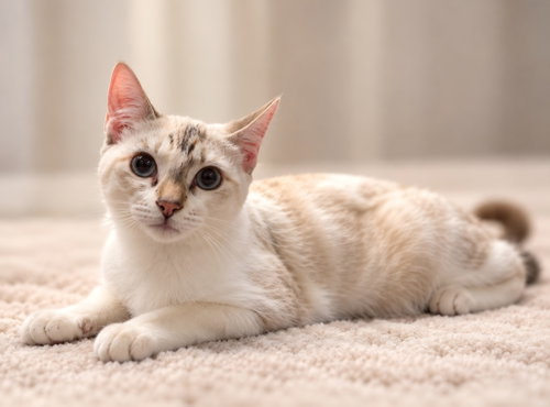 Bear, Siamese / Domestic Short Hair / Mixed