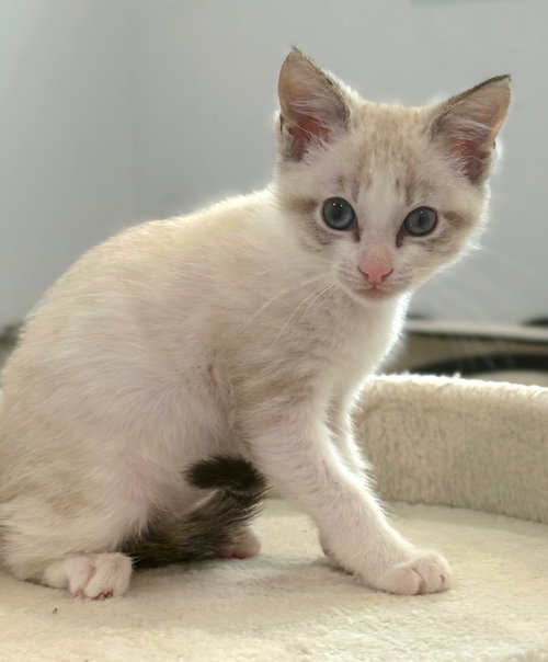 Turtle, Baby Siamese / Domestic Short Hair / Mixed (short coat), cat for adoption in San Bruno, California