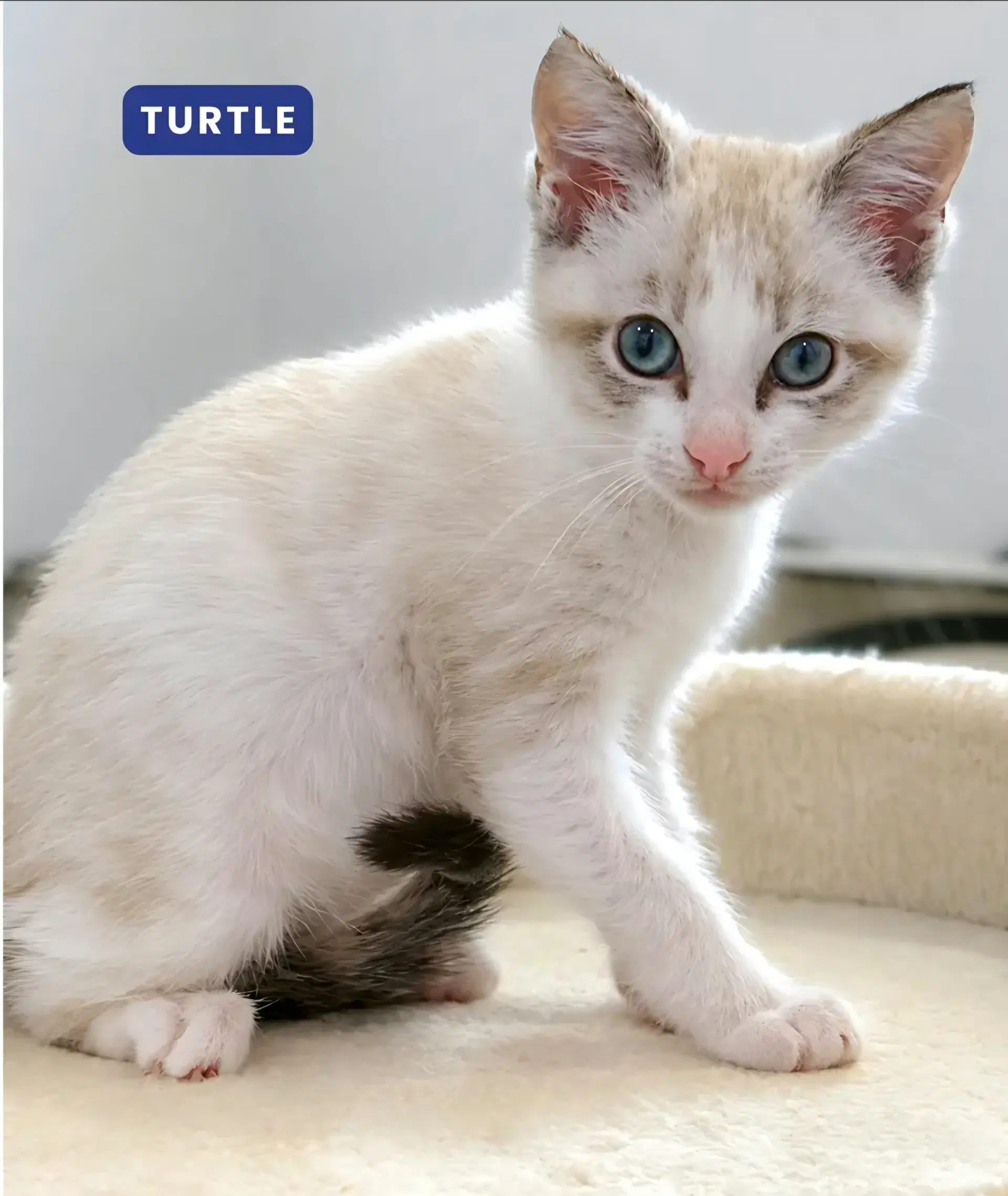 Turtle image 3