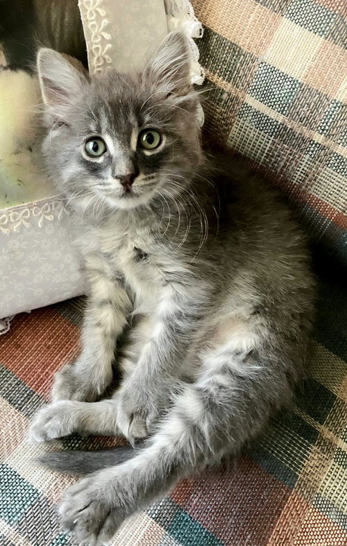 Teddy, Baby Domestic Medium Hair / Tabby / Mixed (medium coat), cat for adoption in San Bruno, California